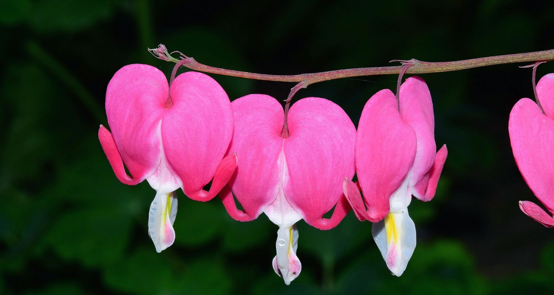 Tränendes Herz (Blume) vor dunklem Hintergrund