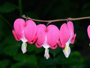 Tränendes Herz (Blume) vor dunklem Hintergrund