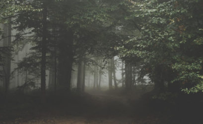 Dunkler Wald im Nebel