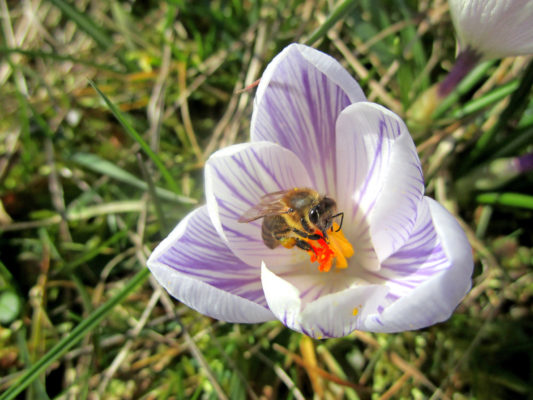 Biene auf der Blume