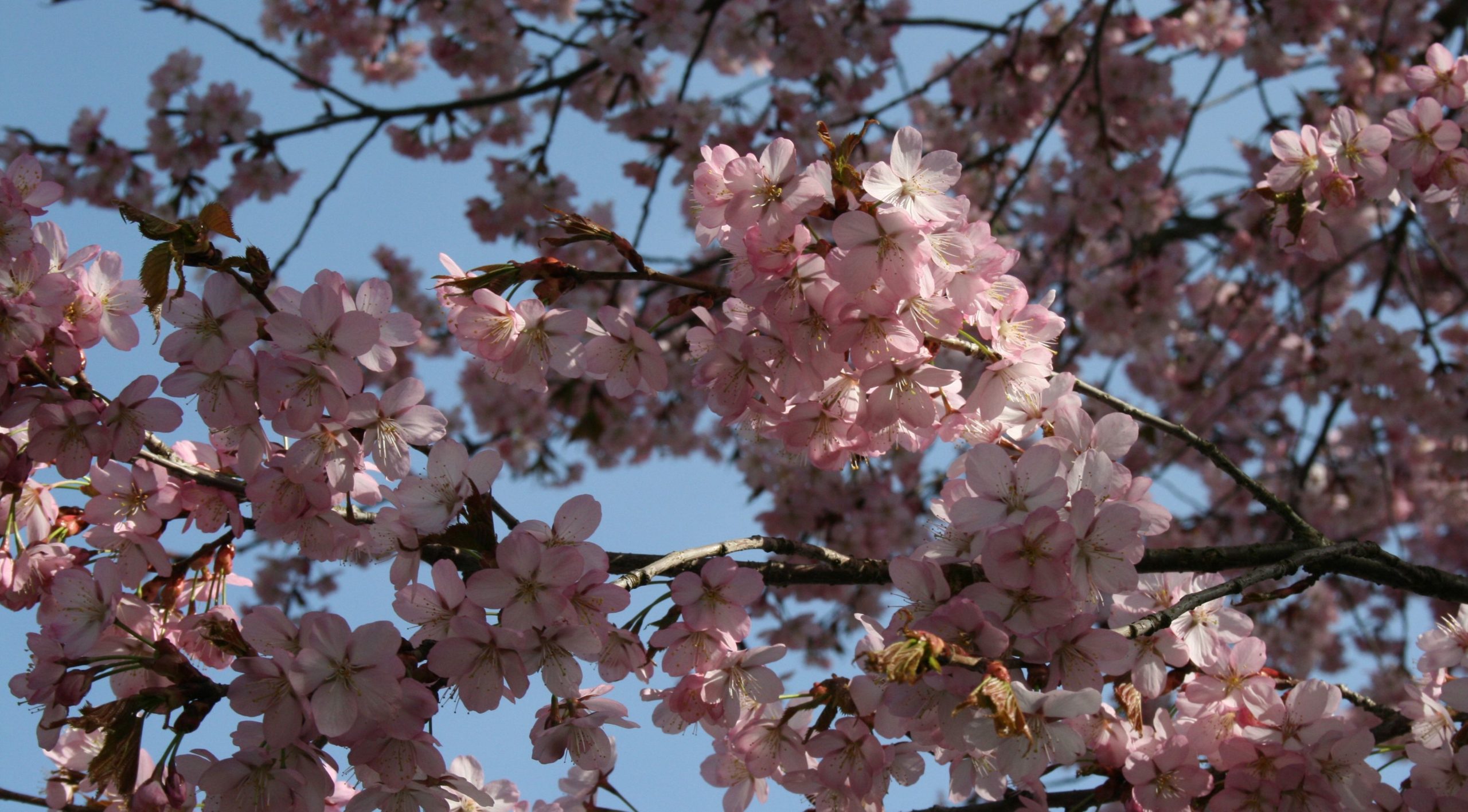 Baumblüte im Münchner Westpark